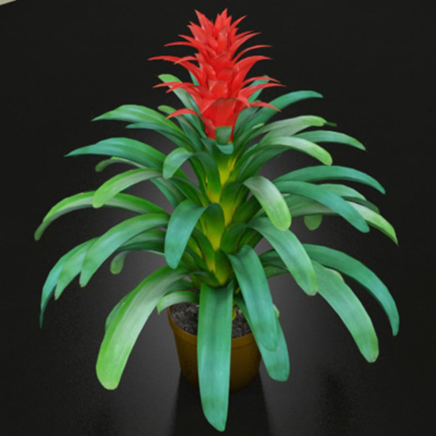 bitki guzmania Görünümüdür çiçek yeşil bahçecilik manzara yaprak max model gerçekci gerçekçi kırmızı küçük trueview3d V-ray'in 3D print model - Mito3D