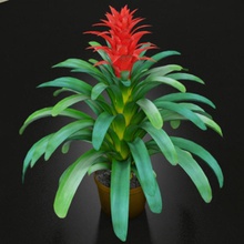 plant guzmania 3ds flower green horticulture landscape leaf max model photorealistic realistic red small trueview3d vray 3d print model - Mito3D