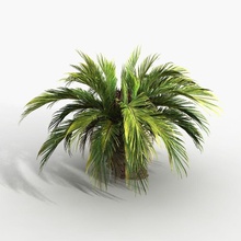 pianta di palma cycas corteccia spiaggia noce cocco deserto ambienti esotici in crescita hd ready giungla foglia modello natura oceano la sabbia mare viaggio albero tropicale legno 3d print model - Mito3D