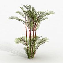 plant red palm coconut cyrtostachys desert hd ready jungle lipstick model renda tree tropical 3d print model - Mito3D