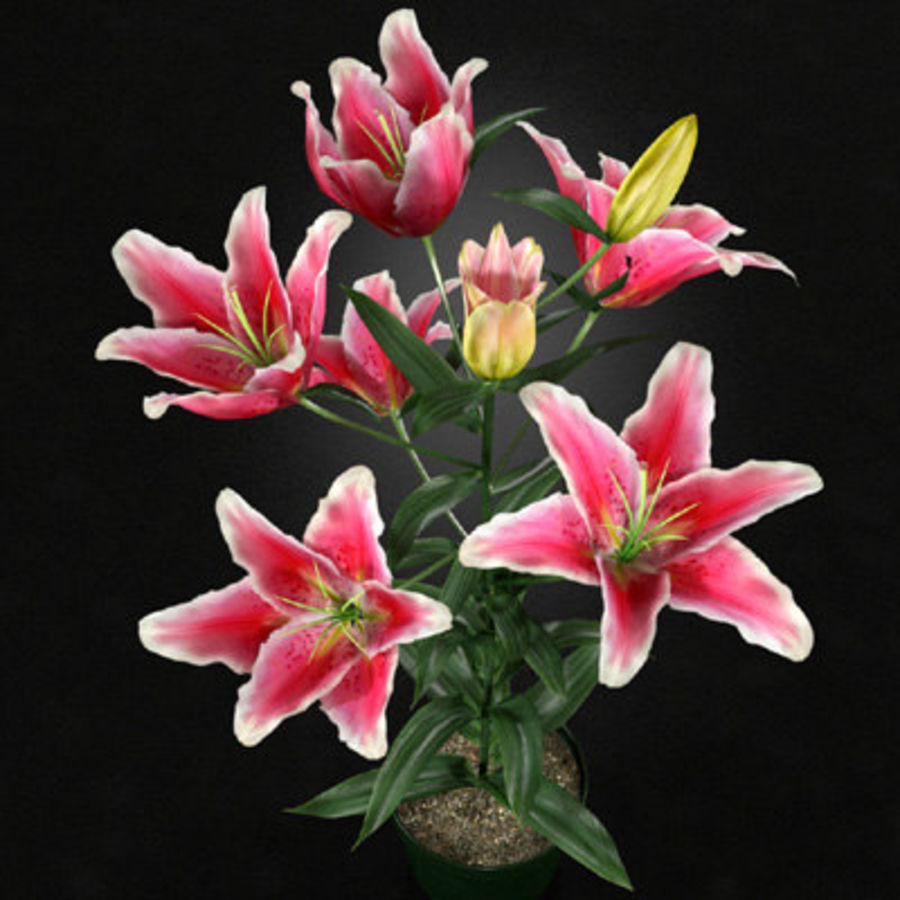 pianta di giglio stargazer progetto gemellaggio cespugli margherita fiore giardino siepi paesaggio lily modello all'aperto la realistici piccola trueview3d tulip 3D print model - Mito3D