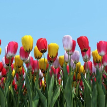 la plantación de tulipanes transcripción los arbustos flor las coberturas paisaje modelo al aire libre planta realista trueview3d tulipán 3d print model - Mito3D