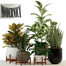 bitkiler 75 modernica tencere koleksiyonu durumda toplama dekor ficus çiçek bahçe büyüyen ot manzara yaprak model palm pipal bitki ekici pot sansevieria çalılar küçük çalışma zagg3d 3d print model - Mito3D