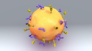 de células plasmáticas activepoly la anafilaxia animal anti anticuerpo b biología sangre célula salud humanos ilustración inmune médica modelo monoclonales el plasma ciencia estructura vector blanco 3d print model - Mito3D