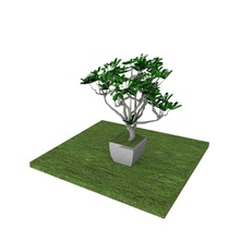 plumeria çiçek bonsai tam daha düşük model namk07a3 bitki poly doku ağaç unzrap 3d print model - Mito3D