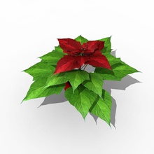 stella di natale collezione la decorazione euphorbia fiore acc matper modello pianta poinsettia pulcherrima santa 3d print model - Mito3D