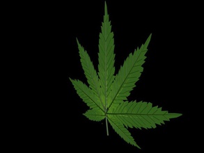 pot leaf cannabis hi hoch Blatt Marihuana Modell pflanze klein Stein stoner swivaller Baum 3d print model - Mito3D