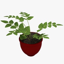 vaso impianto di casa la decorazione fern firelight studio fiore arredato verde foglia modello pianta pot red arbusti piccola il suolo 3d print model - Mito3D