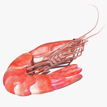 des crevettes 3d molier animal l'apéritif crustacé d plat les aliments hors repas de modèle l'œuvre fruits mer vray 3d print model - Mito3D