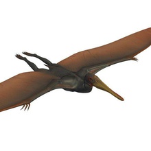 pterodactylus v1 dinosaurs printable lowpoly 3d print model - Mito3D