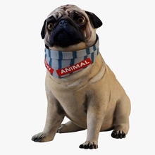 pug dog animais bulldog canino enrolar cão holandês jogo inferior modelo poli romsik curta cauda 3d print model - Mito3D