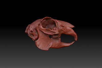 Kaninchen 3d amami Anatomie Tier Anthropologie Körper Knochen bunny Charakter cranium Reißzähne Hase Kopf Mensch jackrabbit klipschforte lagomorpha säugetier Modell knöchernen Osteologie die Skelett Schädel sylvilagus Zähne 3d print model - Mito3D