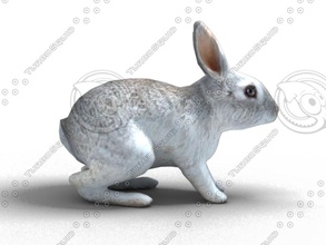 rabbit bunny animal hare animation bear cat feline model rabbits sunbing5201 3d print model - Mito3D