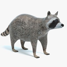 raccoon abramsdesign animal coon forest game lower mammal model pest poly racoon ready real rodent time wild wildlife wood 3d print model - Mito3D