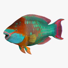 arco-íris de peixe papagaio 3d molier 3ds animais aquário aquáticos bonita o azul caribe colorido coral egito exótico internacional modelo oceano reef scaridae do mar tropical água 3d print model - Mito3D
