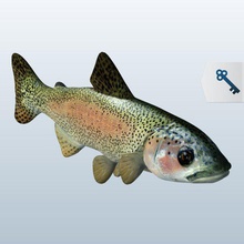 Regenbogenforelle v1 rainbow Forelle Fisch aquatic Leben bedruckbar ist lowpoly Wasserorganismen 3d print model - Mito3D