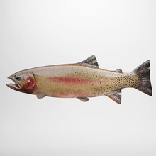 rainbow trout amber hayvan su sazan balık gıda goldfish göl deniz model gökkuşağı resif nehir somon shpinok stream test alabalık tsaruk sualtı 3d print model - Mito3D
