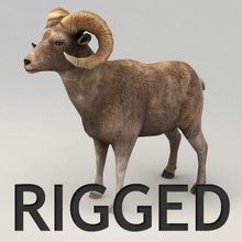 ram rigged animal biped goat horn kvakling lower lowpoly mammal model mountain poly rig sheep 3d print model - Mito3D