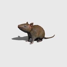 ratto animale sporco gayngu mammifero modello del mouse ratta 3d print model - Mito3D