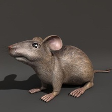sıçan hayvan jcihelka fare 3d print model - Mito3D