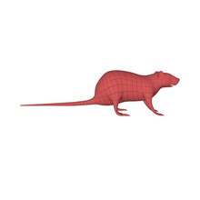 ratto topo base della maglia 3pdmedia animale canino cat cane felino mammifero mesh modello del mouse roditore 3d print model - Mito3D