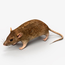 rat mouse animal food house lab laboratory mammal model mus night nocturnal pets predator pup rodent science tero vermin vescan victor virus 3d print model - Mito3D