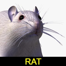 rat texturé animal cat l'épidémie ferme lab laboratoire de leo3dmodels modèle la souris le les rongeurs texture underground 3d print model - Mito3D