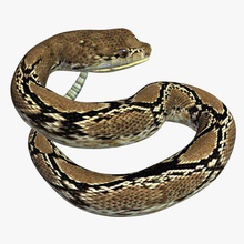 Klapperschlange v04 rattle Schlange Tiere rattlesnake bedruckbar ist lowpoly 3d print model - Mito3D