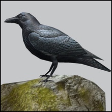 raven low-poly Tier Vogel schwarz crow Spiel niedrigere lowpoly poly thetexturestore 3d print model - Mito3D