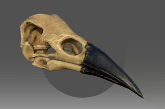 raven skull animal biology bird body crow dead head medical model peakanatomy science sculpture skeleton x11x art 3d print model - Mito3D