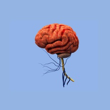 cérebro humano real anatomia o corpo cérebros cerebral personagem córtex encephalon cinza giro humanos laterais límbico questão médica modelo nervo neuroanatomical óptica órgãos ciência haste stuart7 sulco do sistema tálamo 3d print model - Mito3D
