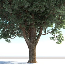 vero albero maturo bbb3 bbb3viz ramo baldacchino fogliame verde alta foglia l'acero modello fotografiche la pianta realistici res scansione il tronco vegetazione legno 3d print model - Mito3D