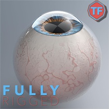 realist human eye - rig anatomy blue body brown character collection color cornea eyeballs head medical model orange people pupil science threshold modeling vision 3d print model - Mito3D