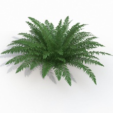 realistic bush sword fern abstract background botany bushes closeup environments foliage forest frond green growth leaf lush model nature outdoors patterned plant small temple3d 3d print model - Mito3D