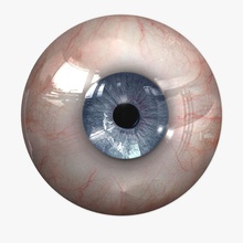 gerçekçi göz anatomi mavi vücut karakter kornea detay dinman3d insan ıris lens model insanlar gerçekci gözbebeği sklera evrensel vizyon 3d print model - Mito3D