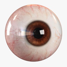 gerçekçi insan eye - lite 3d anatomi shandor vücut karakter kornea göz Gözbebekleri ıris kollar lens model insanlar gözbebeği sklera vizyon 3d print model - Mito3D