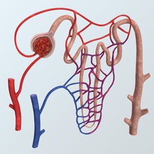 realistic nephron anatomy acetasoski arteries capillary duct human kidney medical model renal render science texture 3d print model - Mito3D