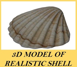 realistische shell 3d 3ds Flugzeug Tier b Dekor Fisch Essen joey Leben marine Modell mollusk Ozean fotorealistisch druckt realistisch sind Salzwasser ist Meer Meeresfrüchte tank test Unterwasser 3d print model - Mito3D