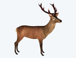 red deer stag animal antlers buck doe eye hair hunt mdubzem model new nose prey sculpture taxidermy zealand 3d print model - Mito3D