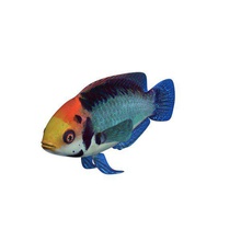 red head solon fairy wrasse v1 fish aquatic life printable lowpoly 3d print model - Mito3D