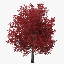 red maple tree autumn 3d molier 3ds acer foliage forest garden international landscape leaf max model plant realistic rubra soft swamp vegetation vray yellow 3d print model - Mito3D