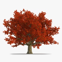 chêne rouge vieil arbre de l'automne 3d molier belle gros la branche le brun côte forêt international paysage grand feuille nature vieux parking l'usine saison haut d'arbre en vray bois jaune 3d print model - Mito3D