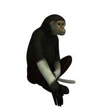 red shanked douc langur v1 redshanked animals printable lowpoly 3d print model - Mito3D