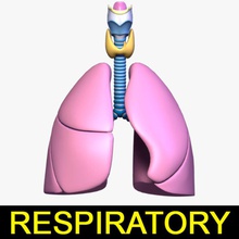 respiratory system lung adam alveoli anatomy apple atlas body breathe bronchus cartilage character cord human internal larynx leo3dmodels model organs people systemlung thyroid trachea vocal 3d print model - Mito3D