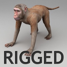 Rhesusaffe manipuliert Afrika Tier ape Ungeheuer biped Knochen Schimpanse kvakling niedrigere lowpoly Makaken säugetier Modell monkey poly zu den Primaten rhesus rig savannah Haut 3d print model - Mito3D