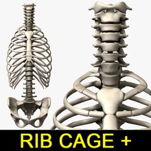 vértebra torácica anatomia o corpo osso esterno gaiola personagem coluna humanos leo3dmodels modelo pelve processamento nervuras esqueleto espinhal vertebral tórax vértebras xifóide 3d print model - Mito3D