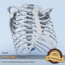 rib cage anatomy body bone character coccyx complete disc human joint lumbar medical model pelvis ribbed ribcage sahasrad scapula skeletal skeleton spinal spine torso vertebrae 3d print model - Mito3D