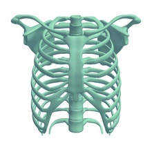 Brustkorb v2 rib Käfig Anatomie bedruckbar ist lowpoly 3d print model - Mito3D
