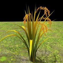 rice 577060988 agriculture asian cereal corn crop ear environments farm field food grain grass grassland model nature oryza plant ray sativa seed small vegetable 3d print model - Mito3D