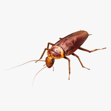 rigged cockroach american animal antenna beetle brown bug insects kvakling lower lowpoly model nature pest poly rig wing 3d print model - Mito3D